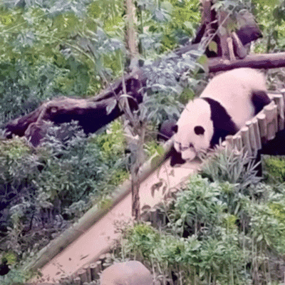 a panda bear is walking on a wooden bridge