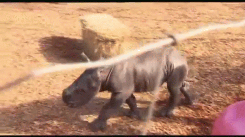 Babyrhino GIF - Rhinos Babies Cute GIFs