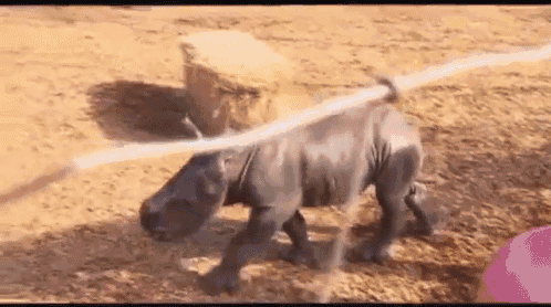 a rhinoceros is walking on a dirt field with a rope around its neck .