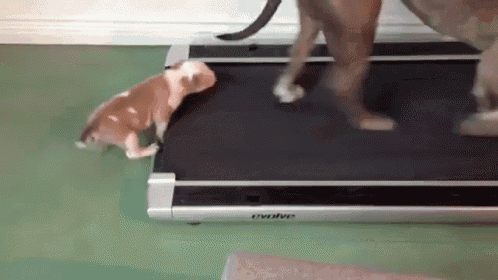 Dog On Treadmill GIF - Dog Treadmill Exercise GIFs