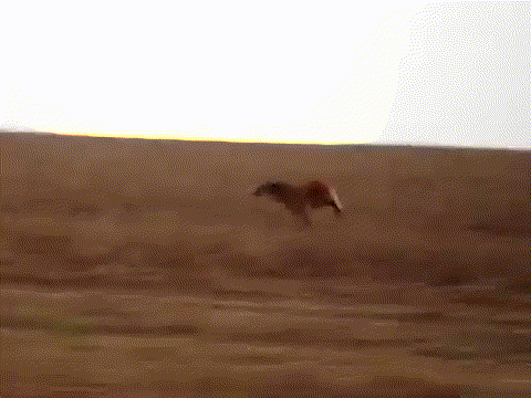 a horse is running in a field with a white sky in the background .