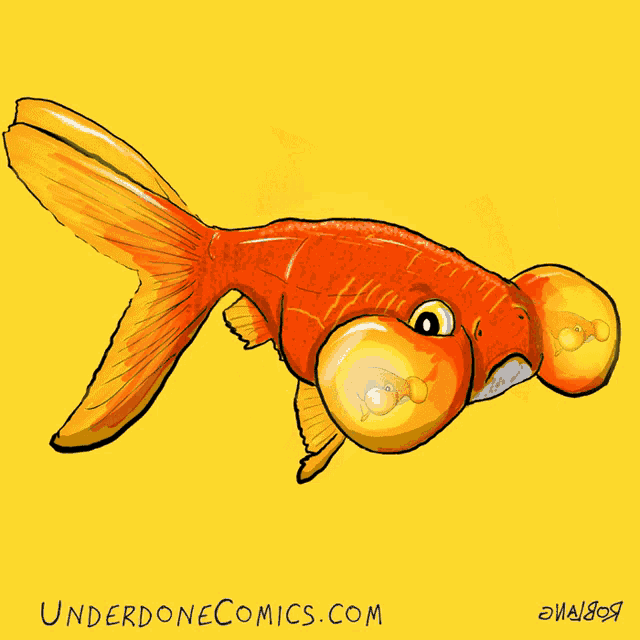 Goldfish Bubble Eye GIF - Goldfish Bubble Eye Fish GIFs