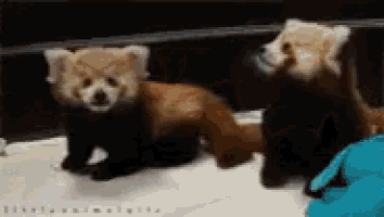 two red pandas are standing next to each other on a table
