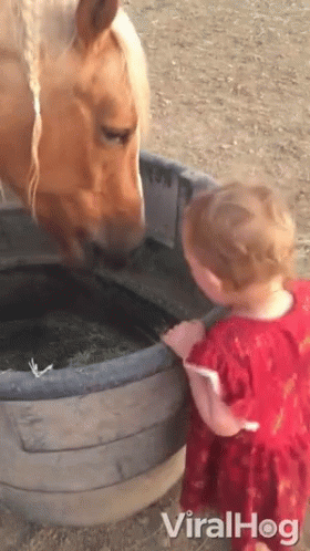 Horse Pets Loving Horse GIF - Horse Pets Loving Horse Baby And A Horse GIFs