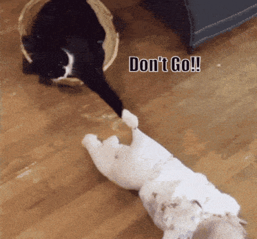 Dont Go Cat GIF - Dont Go Cat GIFs