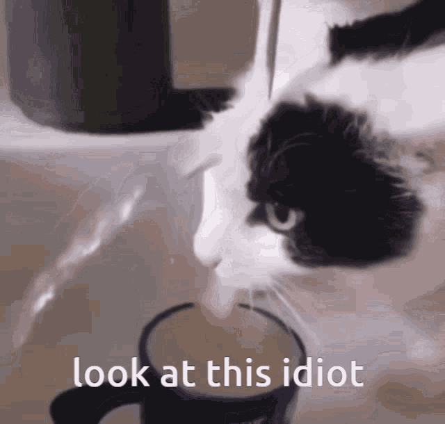 Idiot Cat Cat GIF - Idiot Cat Cat Dumb GIFs