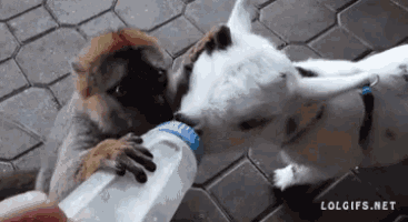 a monkey is feeding a goat from a bottle with lolgifs.net written on the bottom