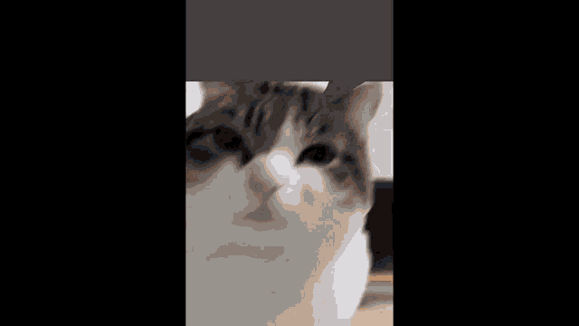 a cat is sitting on a wooden floor and looking at the camera .