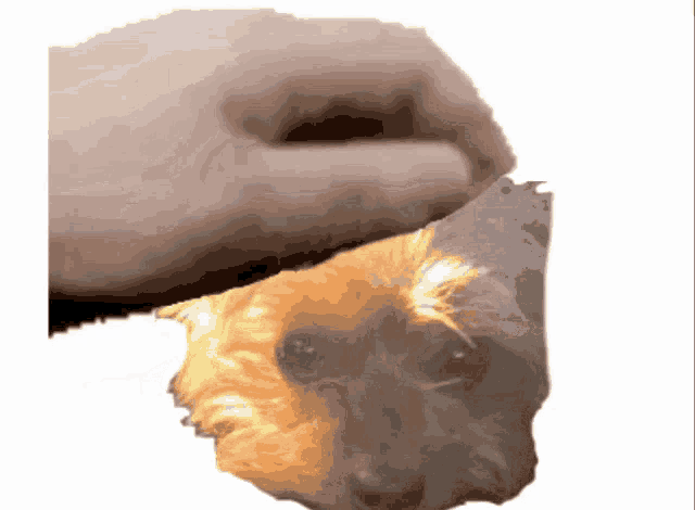 a hand is petting a small brown dog 's head