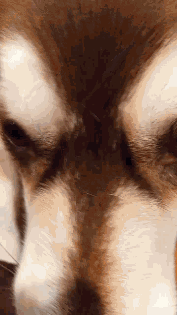 a close up of a dog 's face with a white nose