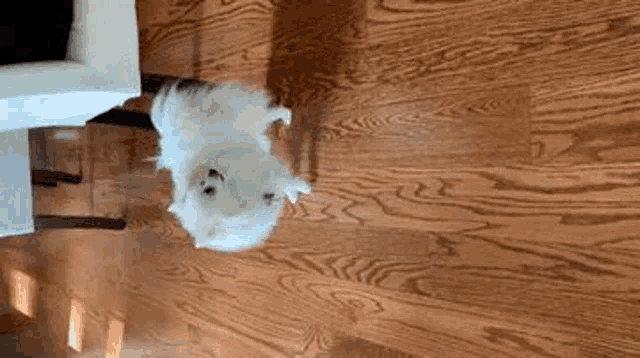 a white pomeranian dog is standing on a wooden floor in a living room .