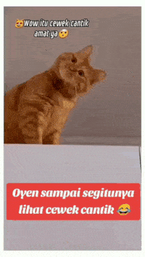 a cat sitting on top of a white box with the words wow itu cewek cantik
