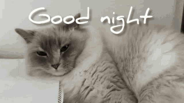 a cat is laying on a table with the words good night written above it