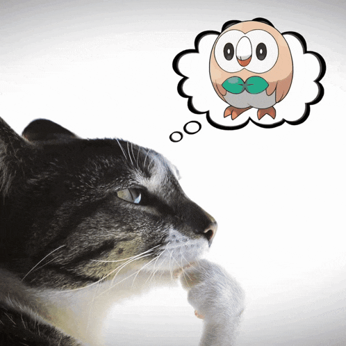 a cat thinking about an owl with a thought bubble