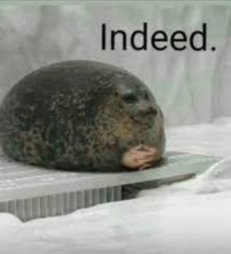 Indeed Seal GIF - Indeed Seal GIFs