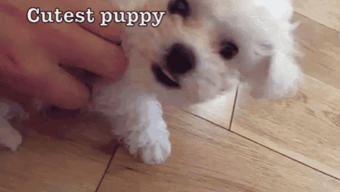 a person is petting a small white puppy on a wooden floor