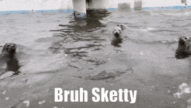 a group of seals are swimming in a pool with the words bruh sketty below them