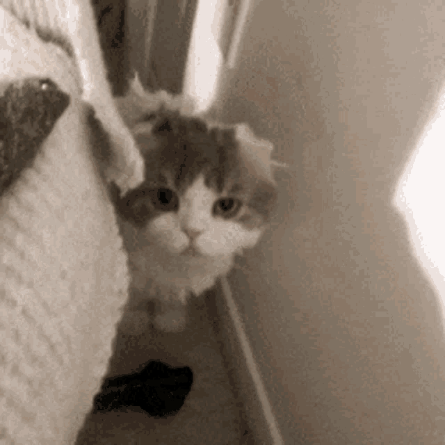 a brown and white cat peeking out of a corner