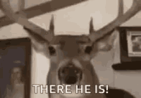 a deer head is hanging on a wall with the words `` there he is '' written below it .
