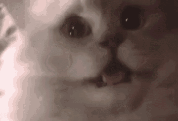 a close up of a cat 's face with its tongue hanging out .