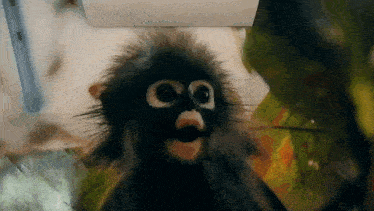 a close up of a monkey 's face with the letter c on it