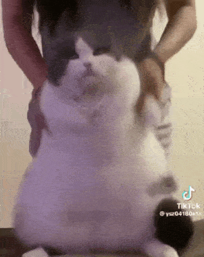 a person is holding a very fat cat on their shoulders .