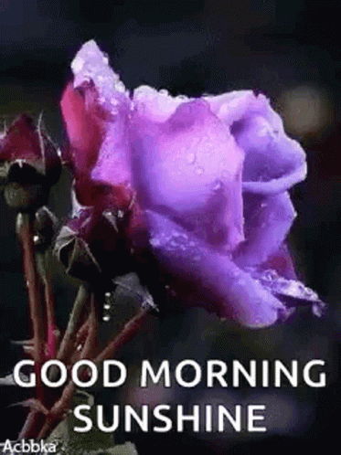 Good Morning GIF - Good Morning Flower GIFs