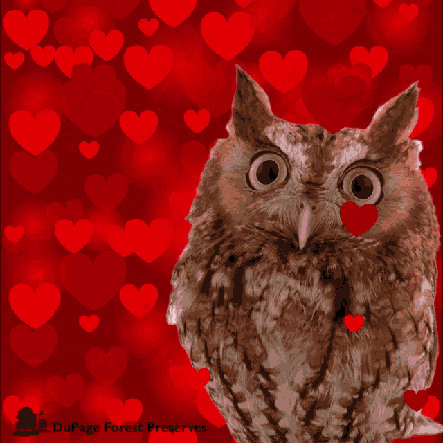 Dupage Du Page Forest GIF - Dupage Du Page Forest Valentines Day GIFs