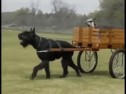 Dog Cart GIF - Dog Cart Schnauzer GIFs