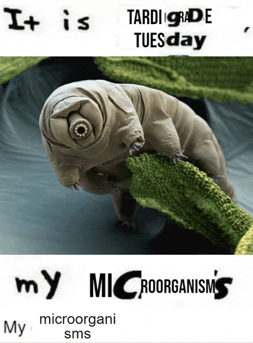 tardigrade tuesday is written above a picture of a tardigrade