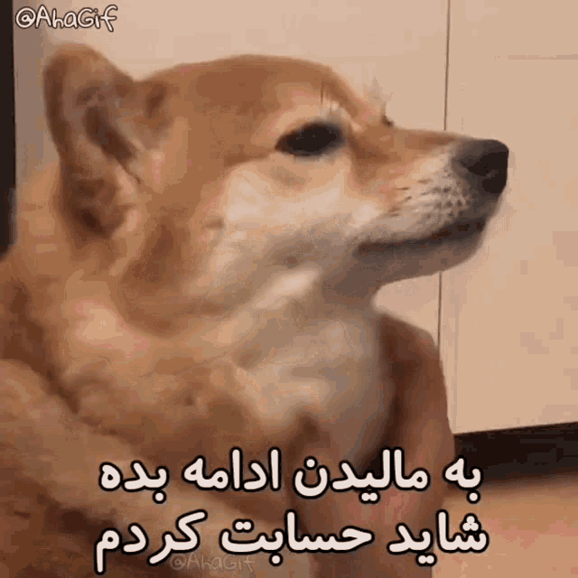 a dog is being held in a person 's hand and has a caption in a foreign language .