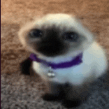 a cat with a purple collar is sitting on the floor looking at the camera .