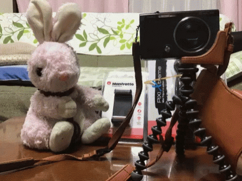 Bunny Smile GIF - Bunny Smile Photographer GIFs