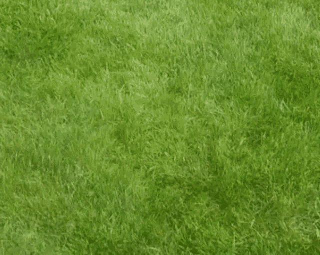 Grass Lawn GIF - Grass Lawn Green GIFs