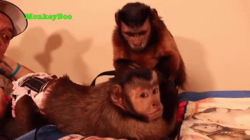 Touching Capuchin Monkey GIF - Touching Capuchin Monkey Monkeyboo GIFs