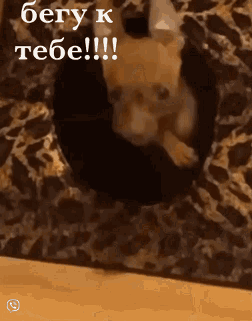 a small dog is laying on a leopard print rug with the words " бегу к тебе !!! " written above it