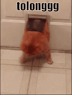 a dog is walking through a door with the word tolonggg written above it