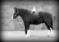 a black and white photo of a horse with a child on its back