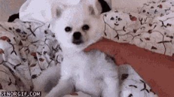 a small white dog is laying on a bed with a person petting it .