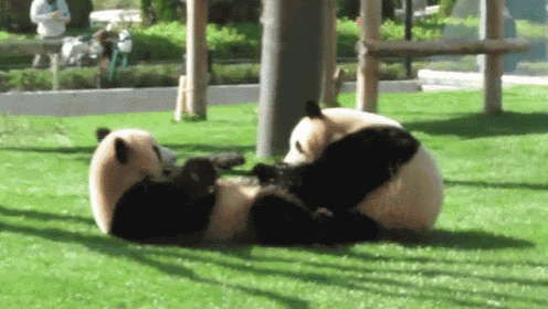 a couple of panda bears laying on top of each other on the grass .