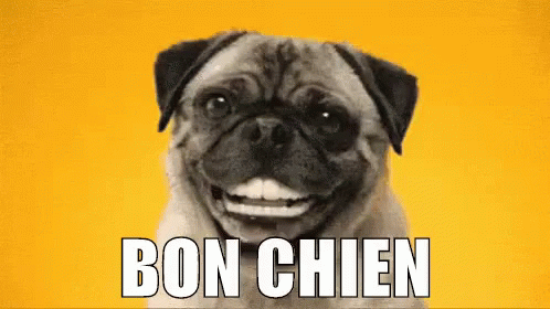 Bon Chien GIF - Bon Chien GIFs