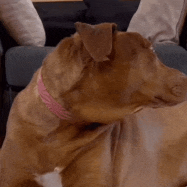 a brown dog with a pink collar laying on the floor