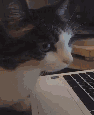 Cute Cat GIF - Cute Cat Watching GIFs