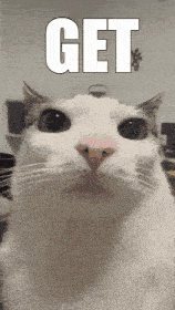 a close up of a cat 's face with the word get on it