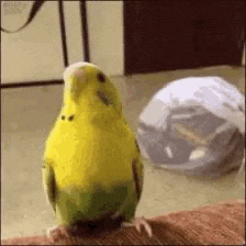 a yellow and green parakeet is standing on a carpet next to a turtle .