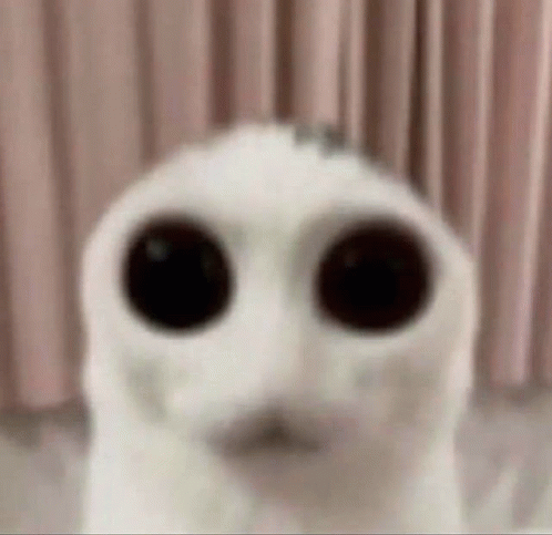 Cat Stare Soul GIF - Cat Stare Soul GIFs