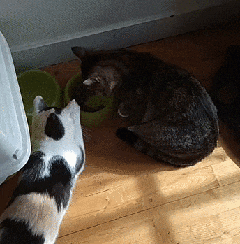 a black and white cat looking at a green bowl of food