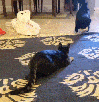 two cats are laying on a rug with a bag that says home