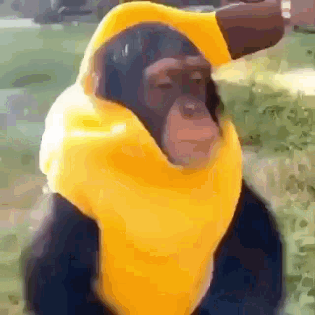 Monkey Banana GIF - Monkey Banana GIFs
