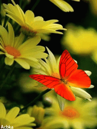 Flowers Butterfly GIF - Flowers Butterfly Fly GIFs